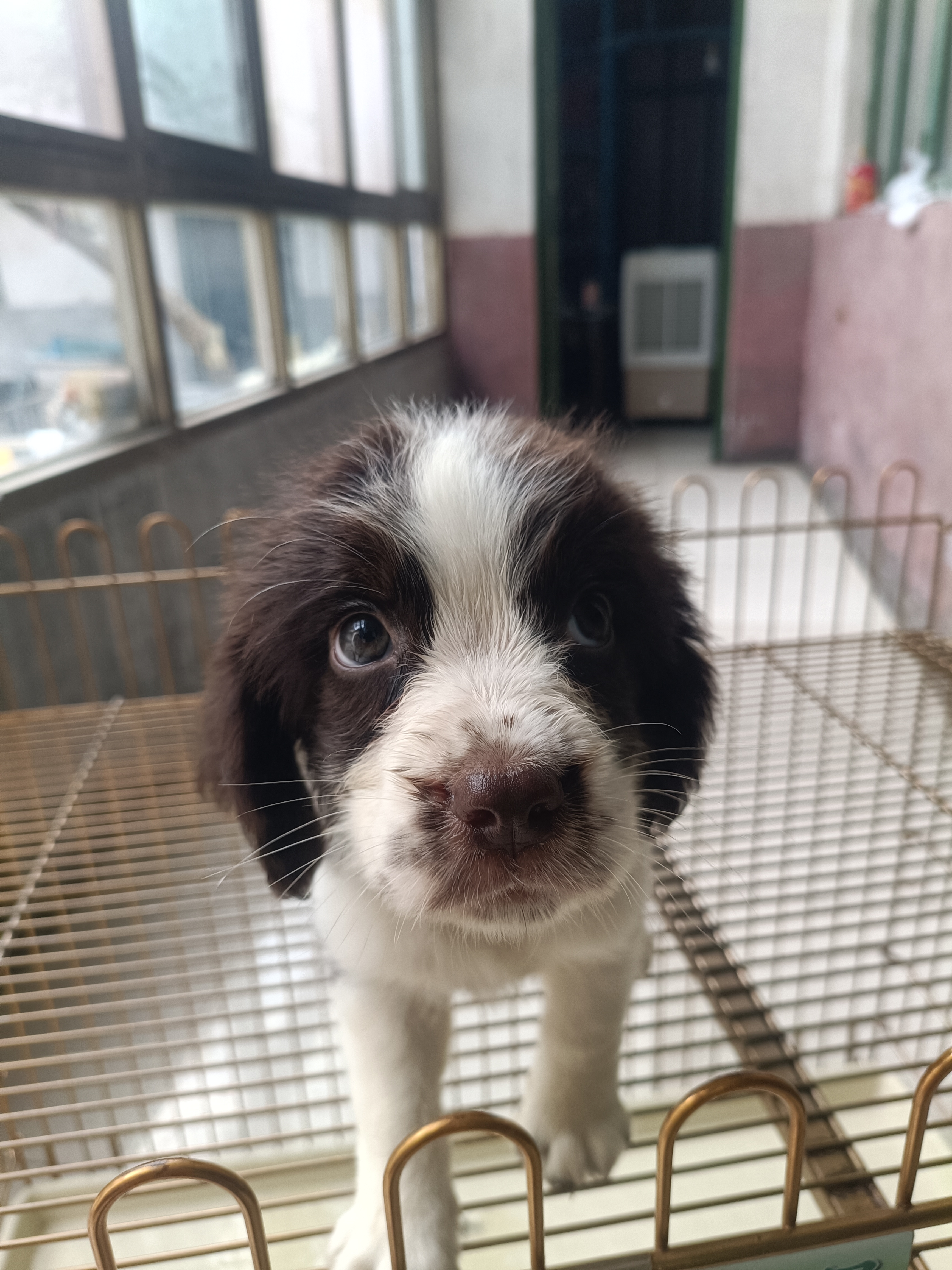 史宾格犬，活泼，可爱，支持平台下单，视频看狗。都是现货